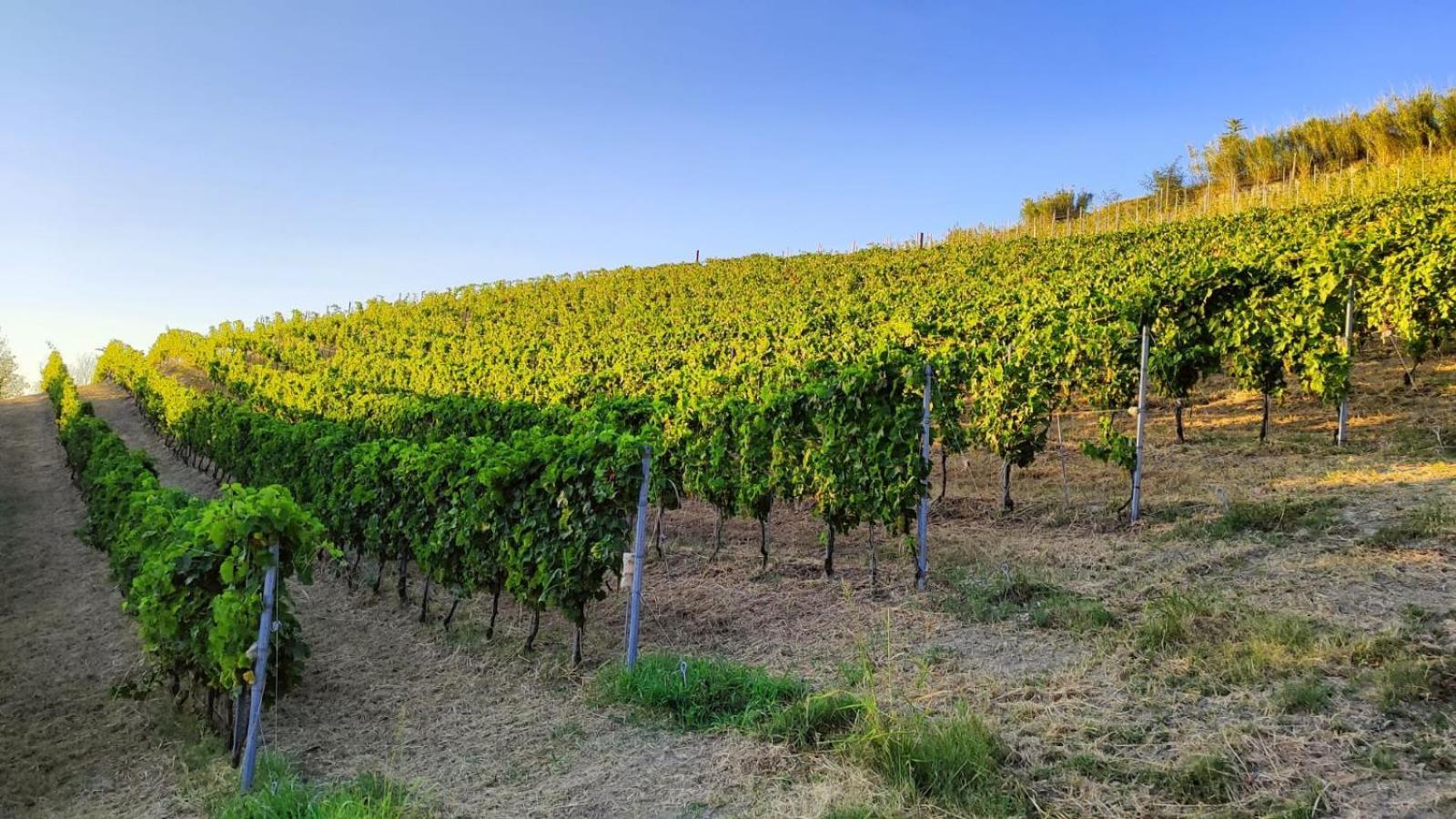 Tenuta Baravalle Calamandrana Esterno foto