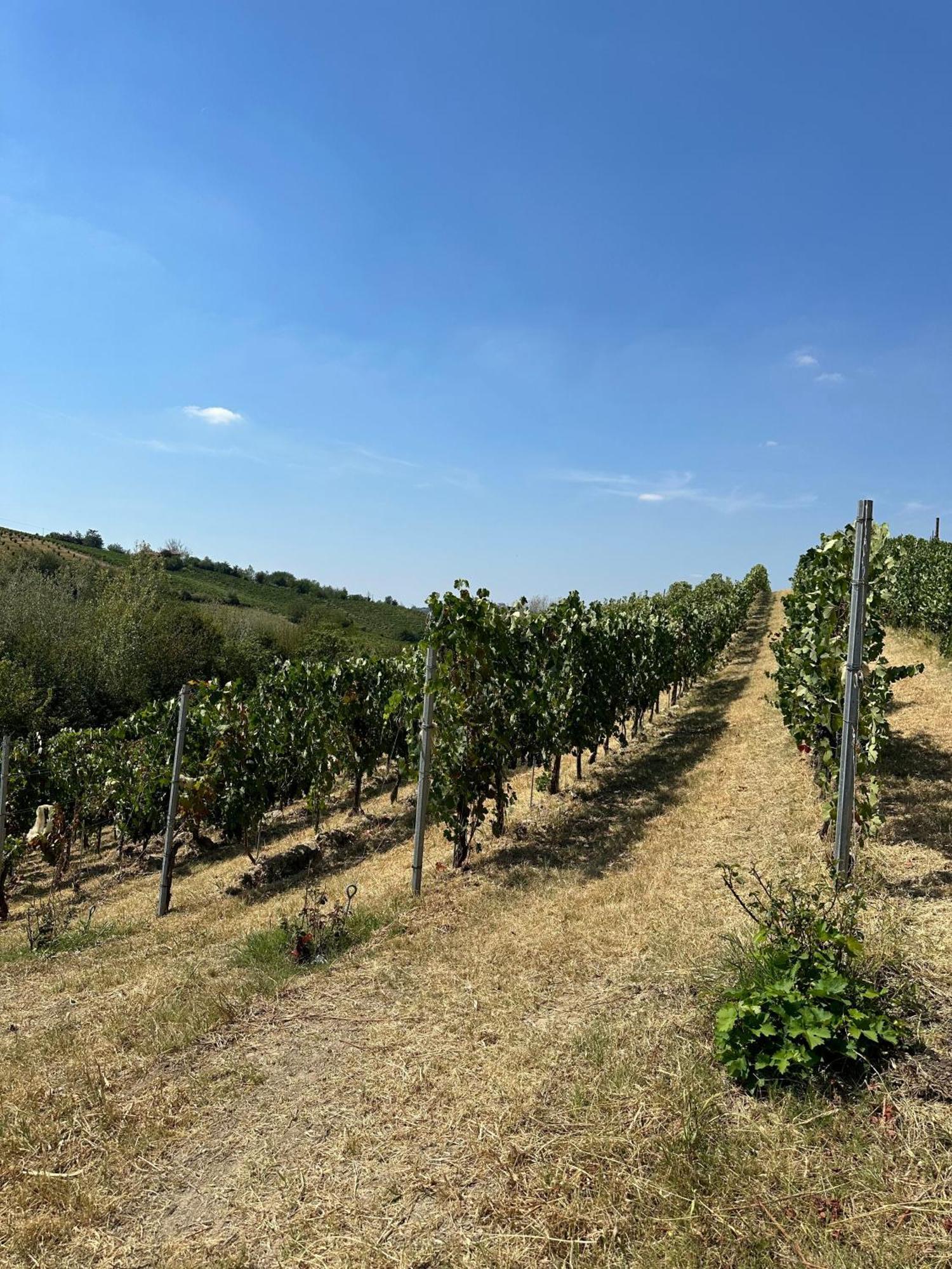 Tenuta Baravalle Calamandrana Esterno foto
